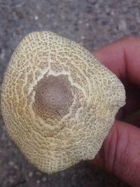 Leucocoprinus birnbaumii image