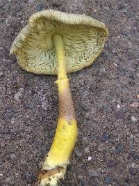 Leucocoprinus birnbaumii image