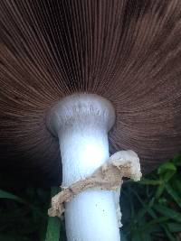 Agaricus xanthodermus image