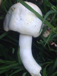 Agaricus xanthodermus image