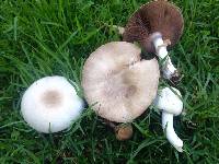 Agaricus xanthodermus image