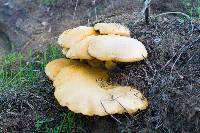 Gymnopilus ventricosus image