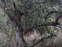 Ramalina menziesii image
