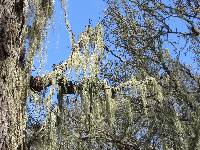 Ramalina menziesii image