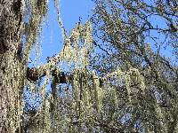 Ramalina menziesii image