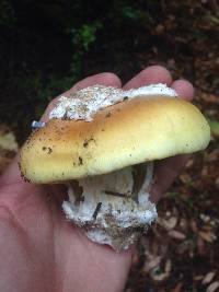 Amanita calyptroderma image