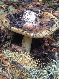 Amanita calyptroderma image