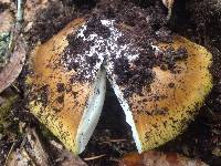 Amanita calyptroderma image