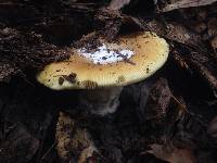 Amanita calyptroderma image