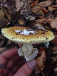 Amanita calyptroderma image