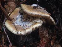 Amanita calyptroderma image