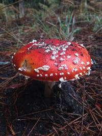 Amanita muscaria image