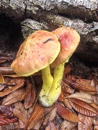 Pulveroboletus ravenelii image