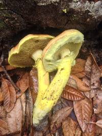 Pulveroboletus ravenelii image