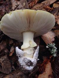 Amanita calyptroderma image