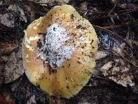 Amanita calyptroderma image