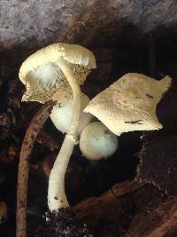 Leucocoprinus birnbaumii image