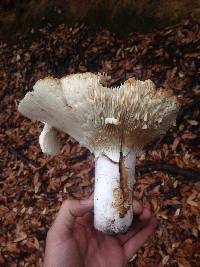 Russula brevipes image