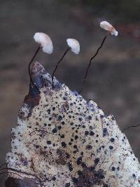 Gymnopus quercophilus image