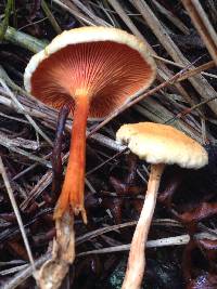 Hygrophoropsis aurantiaca image