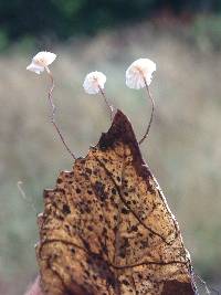 Gymnopus quercophilus image