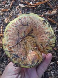 Suillus caerulescens image