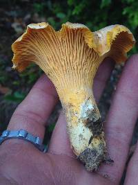 Cantharellus formosus image