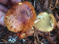 Suillus caerulescens image