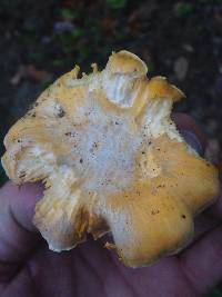 Cantharellus formosus image