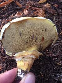 Suillus caerulescens image