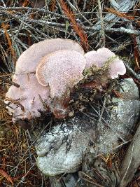 Fomitopsis cajanderi image