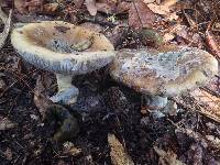 Amanita calyptroderma image