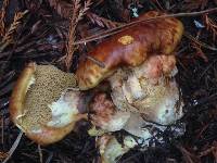 Suillus caerulescens image