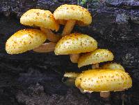 Pholiota aurivella image