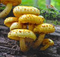 Pholiota aurivella image