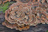 Trametes versicolor image