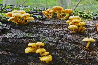 Pholiota aurivella image