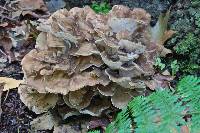 Grifola frondosa image