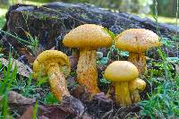 Gymnopilus junonius image