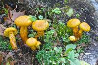 Gymnopilus junonius image