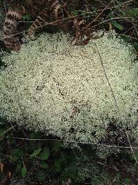 Cladonia mitis image