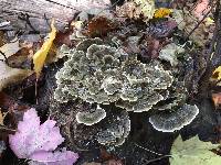 Trametes versicolor image