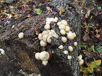 Lycoperdon pyriforme image