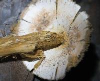 Battarrea phalloides image