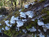 Trametes versicolor image