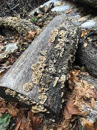 Trametes versicolor image