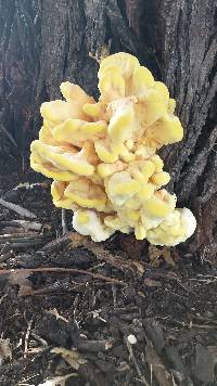 Laetiporus gilbertsonii image