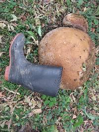 Calvatia gigantea image