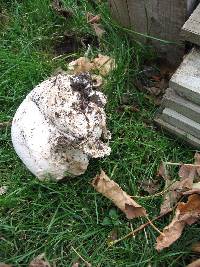 Calvatia gigantea image