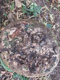 Calvatia gigantea image